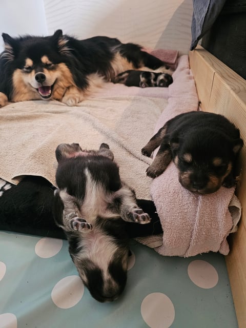 Finsk lapphund - Angel´s Share