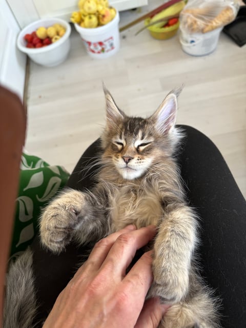 Wikslynx