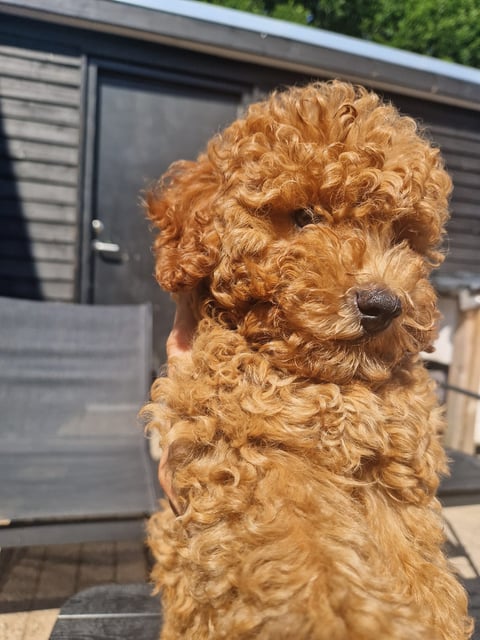 Dream Puppy