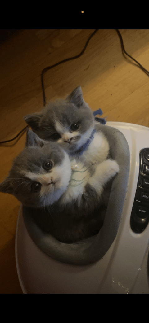 Crazy catlady