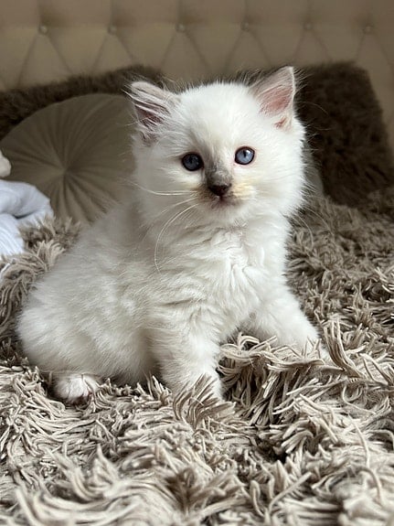 SE*Havannas Ragdoll