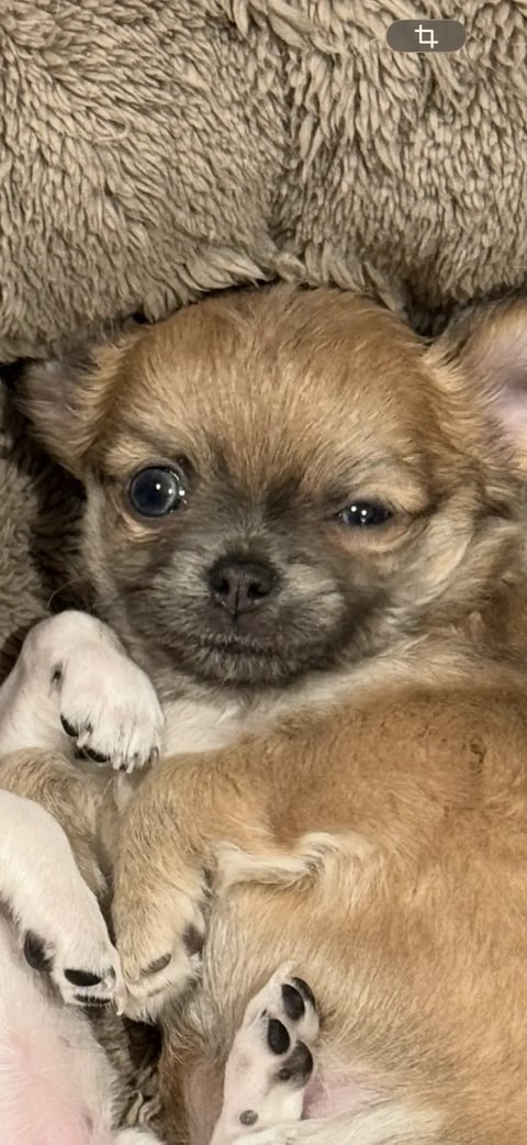 Anette Fredriksen