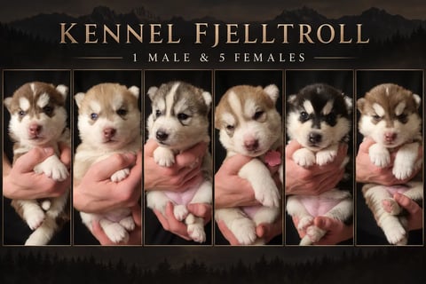 Fjelltroll