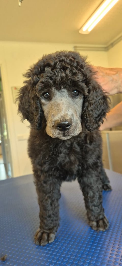Toy-Max