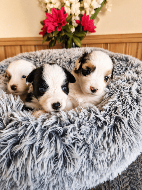 Emterborns
