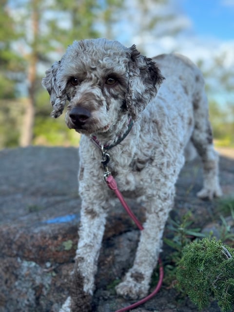 Isadoras Pudel och Cockerpoo