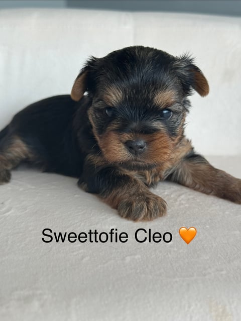 Sweettofie