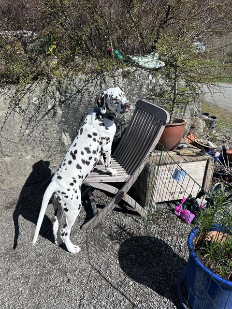 Kennel Shospot