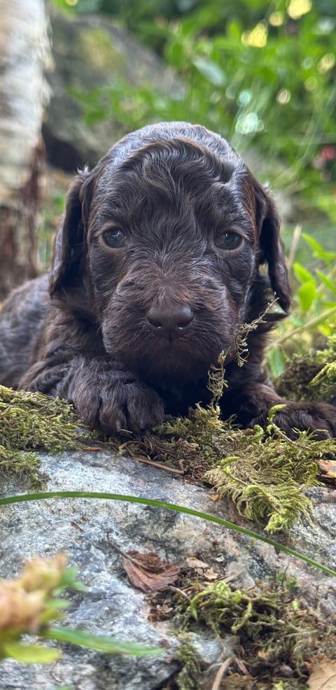 Isadoras Pudel och Cockerpoo