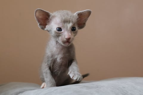 Oriental Adore Cattery