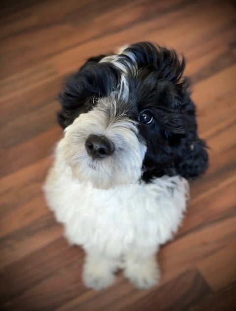101 Labradoodles