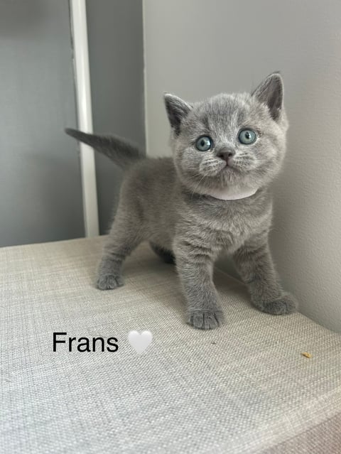 SE* Paws of mischief’s