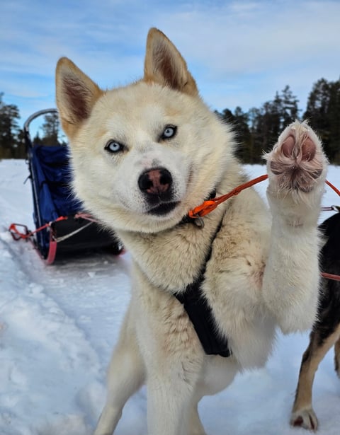 Bjerkehagen Husky