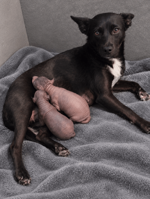 Kennel Wänerskär