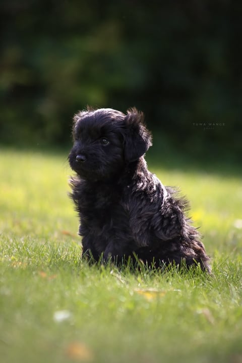 Kennel Dirgis