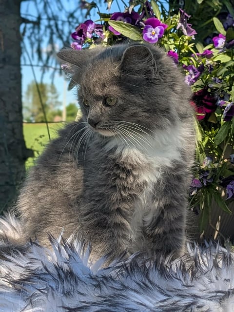 Annas katter