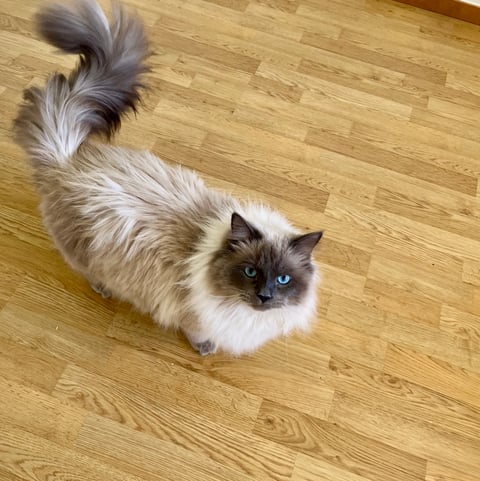 Petit Pavot