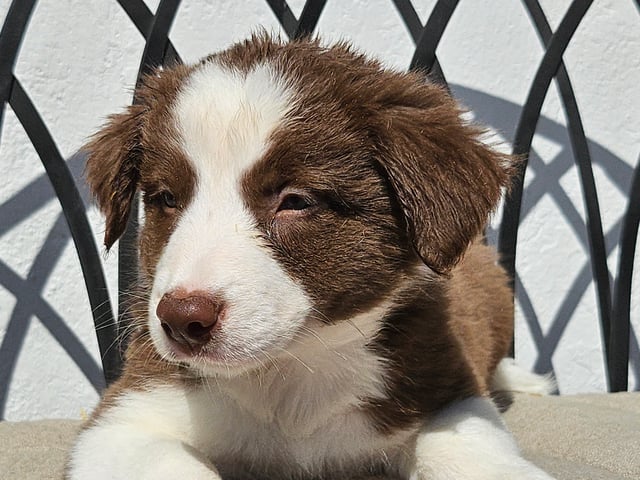 Living with the Breed
