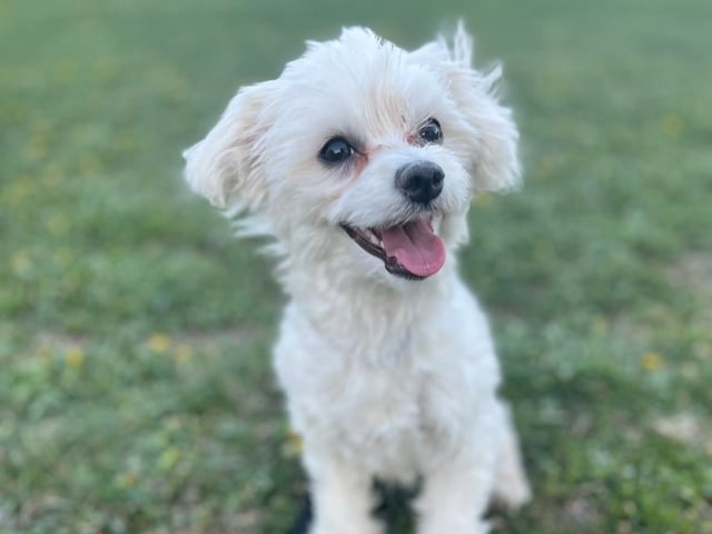Maltipoo