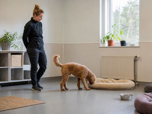 A dog checks out a calm resting area at dog daycare while staff observe from a distance