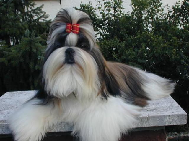 Shih tzu