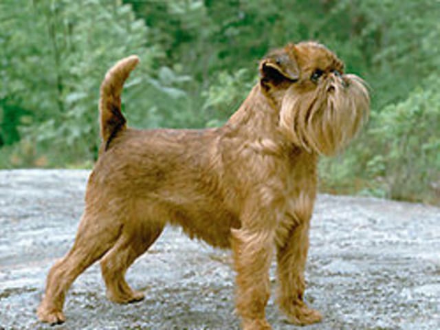 Brussels Griffon