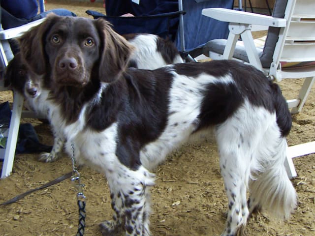 Stabyhoun