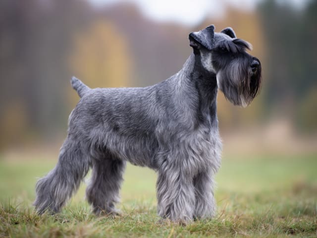 Standard Schnauzer
