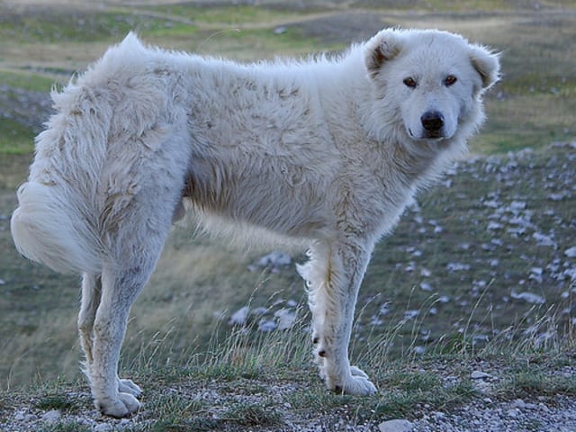 Maremma Abruzzese Sheepdog