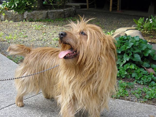 Australsk terrier