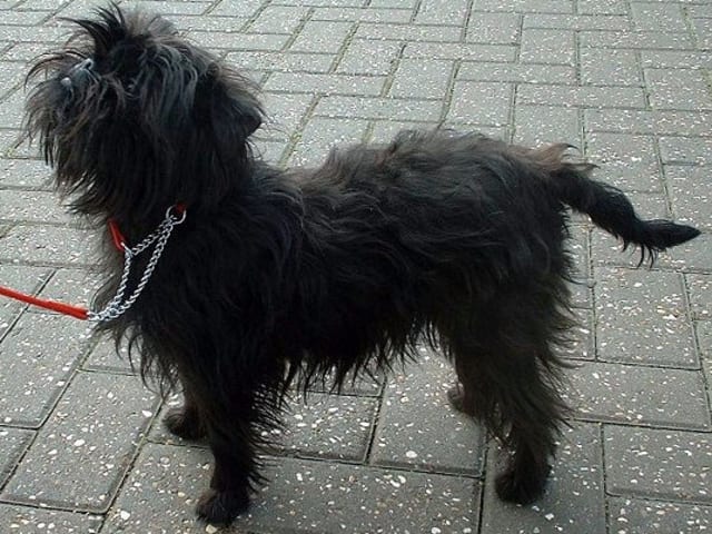 Affenpinscher