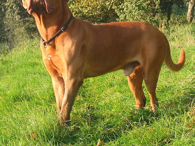Dogue de Bordeaux