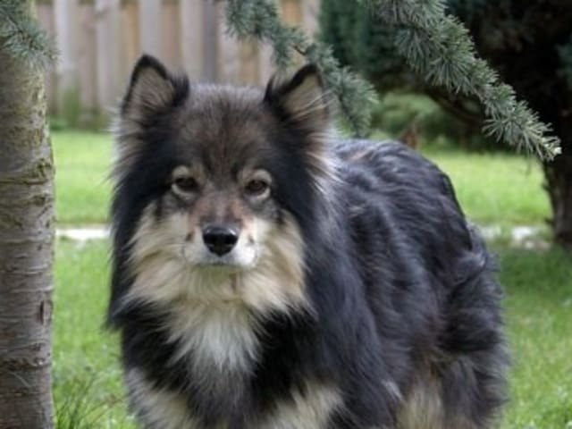 Finsk lapphund