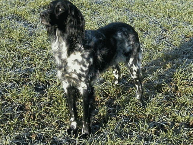 Large Münsterländer