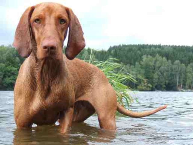 Hungarian Vizsla