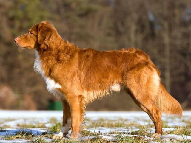 Nova scotia duck tolling retriever