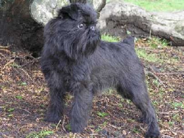 Belgian Griffon