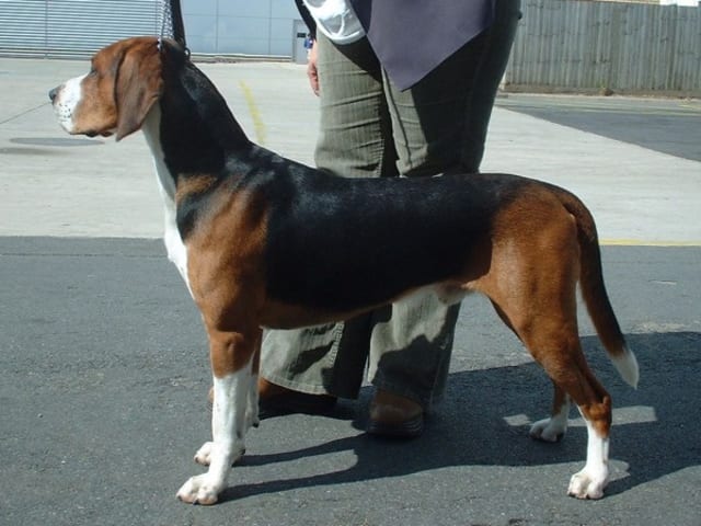 Hamilton Hound