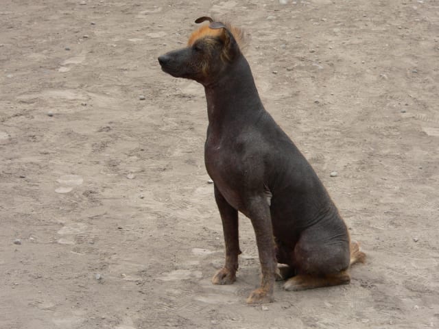 Peruviansk hårløs hund