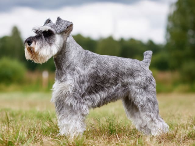 Dvärgschnauzer