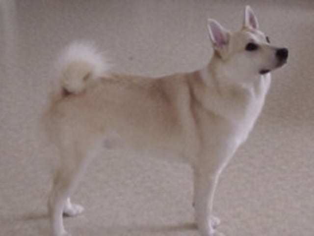 Norwegian Buhund