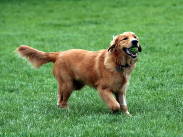 Golden retriever