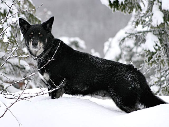 Lapponian Herder