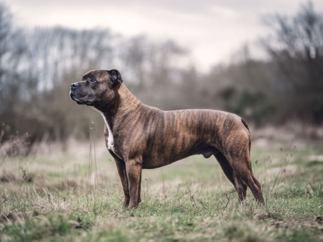 Staffordshire bullterrier