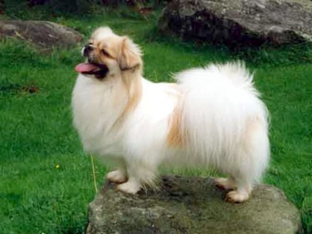 Tibetansk spaniel