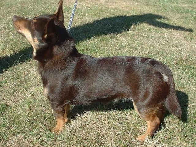 Lancashire Heeler