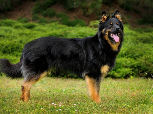 Bohemian Shepherd