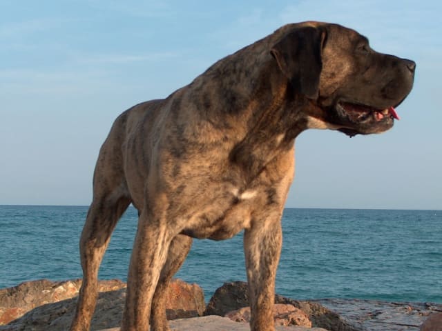 Presa Canario