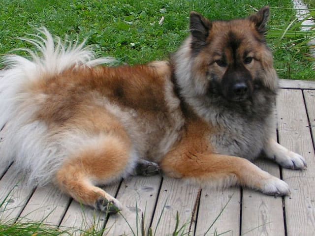 Eurasier