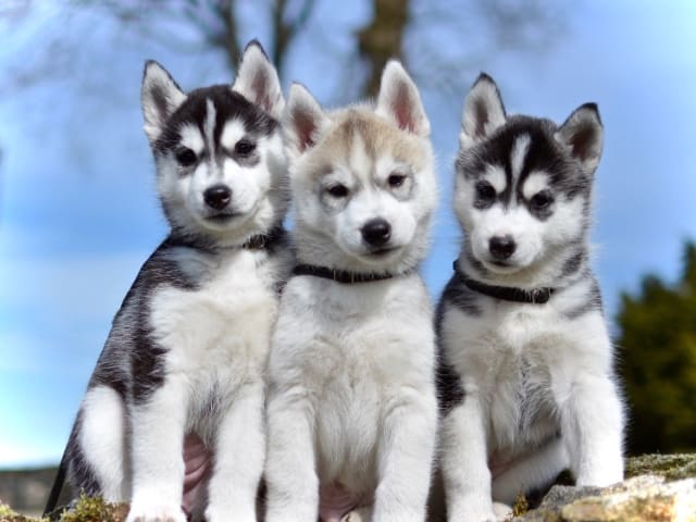 Rydbokulles kennel